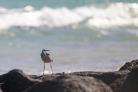 White-faced Heron