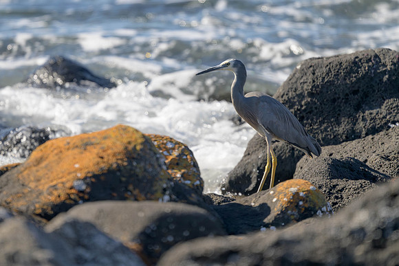 White-faced Heron