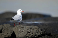 SIlver Gull