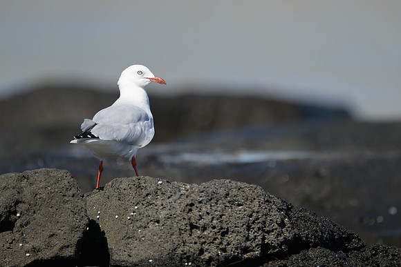 SIlver Gull