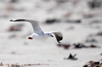 SIlver Gull