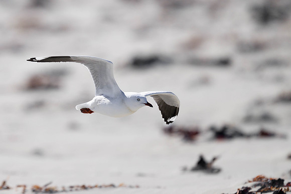 SIlver Gull