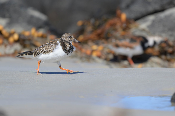 Ruddy Turnstone