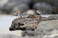 Ruddy Turnstone