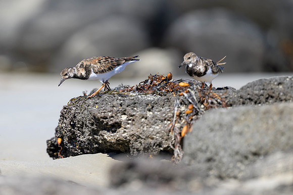 Ruddy Turnstone