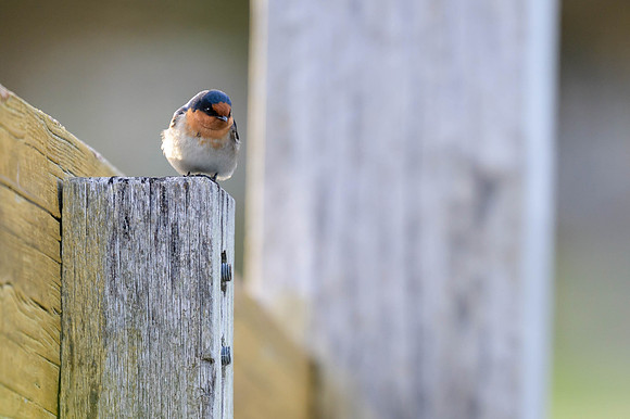 Welcome Swallow