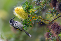 New Holland Honeyeater