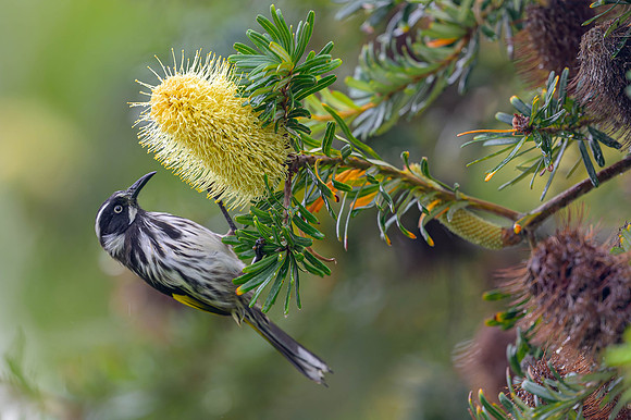 New Holland Honeyeater