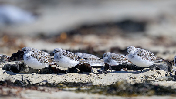 Sanderling