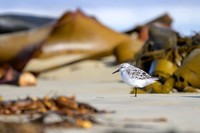 Sanderling