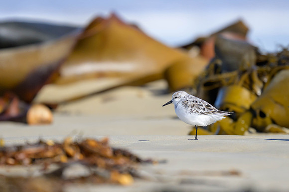 Sanderling