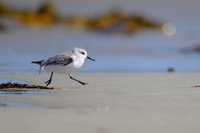 Sanderling