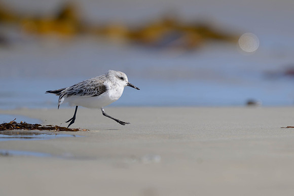 Sanderling