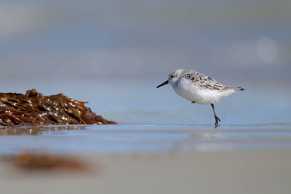 Sanderling