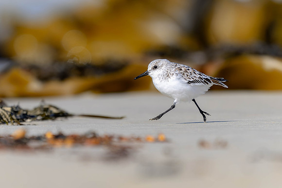 Sanderling