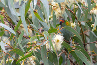 Purple-crowned Lorikeet