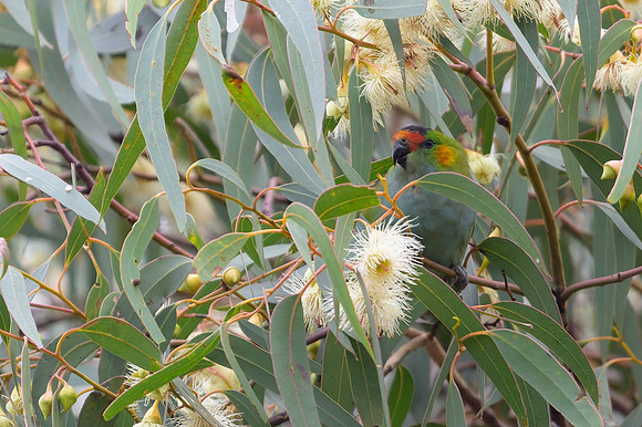 Purple-crowned Lorikeet