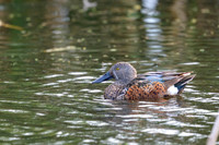 Australasian Shoveler