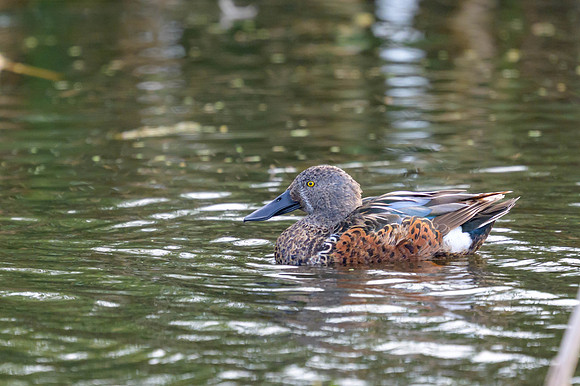 Australasian Shoveler