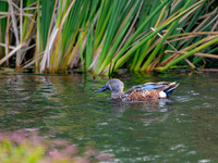 Australasian Shoveler