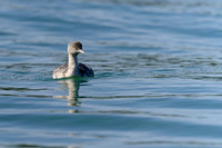 Hoary-headed Grebe