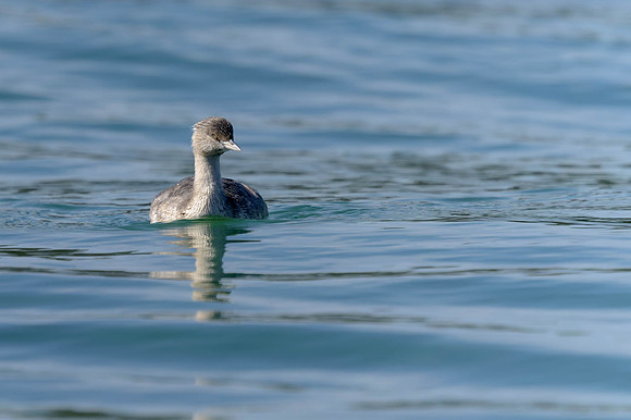 Hoary-headed Grebe