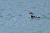 Hoary-headed Grebe