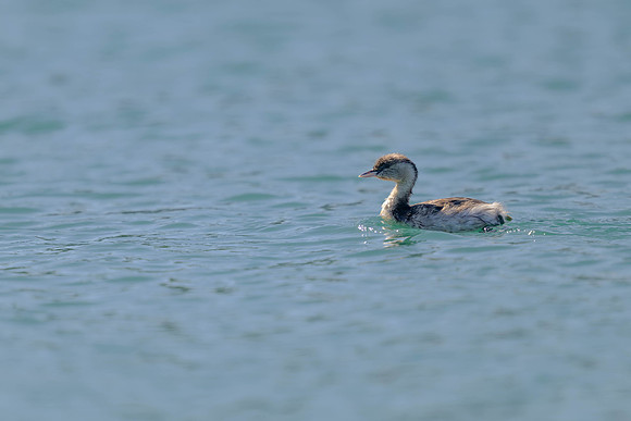 Hoary-headed Grebe