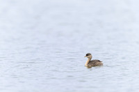 Hoary-headed Grebe