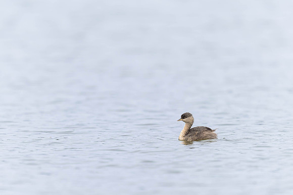 Hoary-headed Grebe