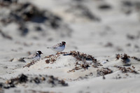 Hooded Plover