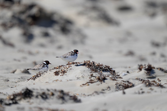 Hooded Plover
