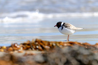 Hooded Plover