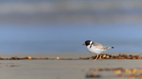 Hooded Plover