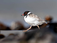Hooded Plover