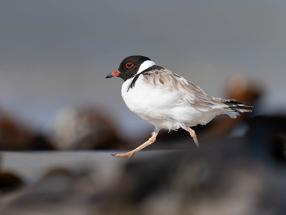Hooded Plover