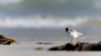 Hooded Plover