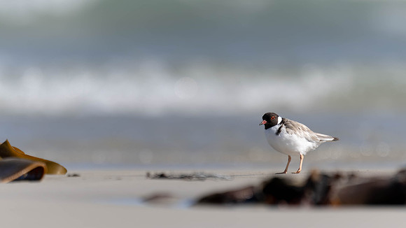 Hooded Plover