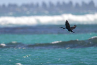 Black-faced Cormorant
