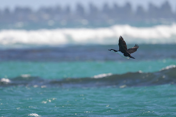 Black-faced Cormorant