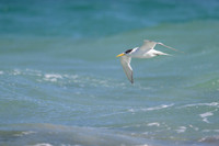 Crested Tern