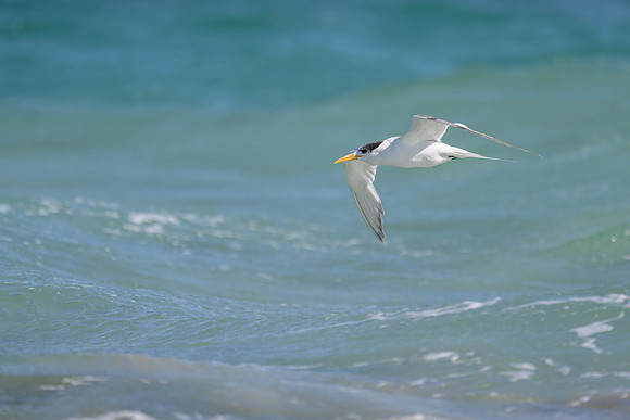 Crested Tern