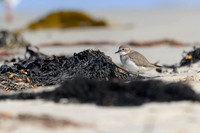 Double-banded Plover