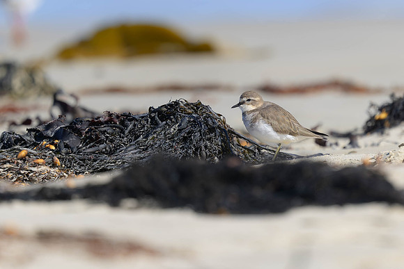 Double-banded Plover