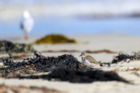 Double-banded Plover