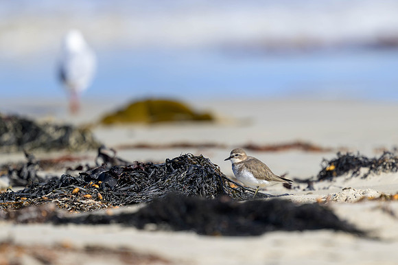 Double-banded Plover