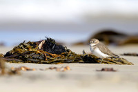 Double-banded Plover