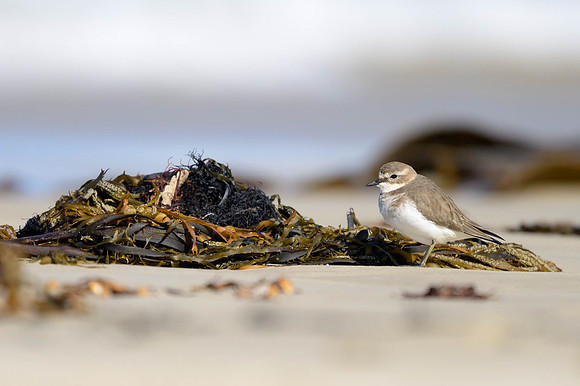 Double-banded Plover