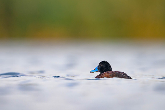 Blue-billed Duck