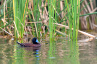 Blue-billed Duck
